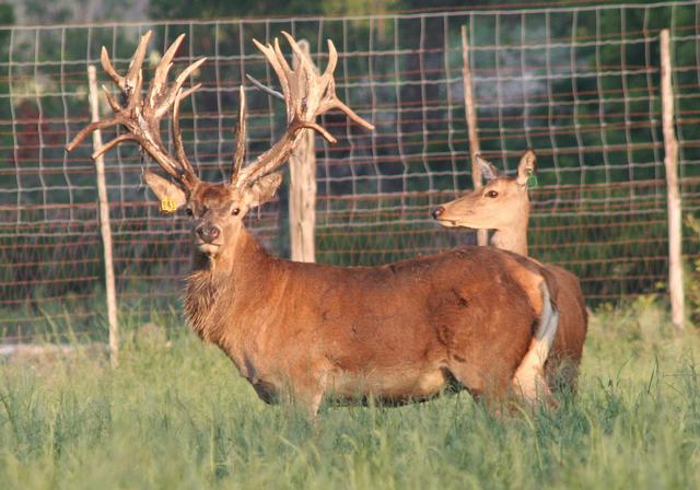Circle H Ranch and Lodge - Red Deer Stag